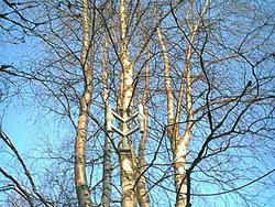 Image48.jpg