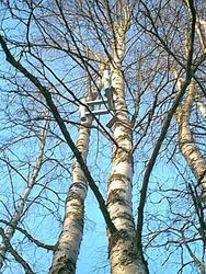 Image50.jpg